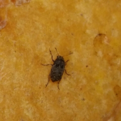 Araecerus