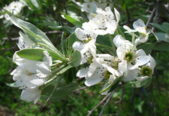 Pyrus salicifolia
