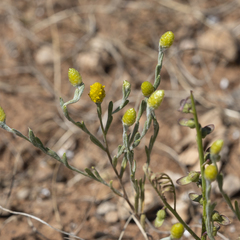 Angianthus tomentosus