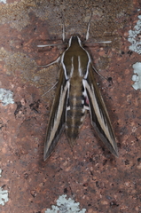 Hyles euphorbiarum