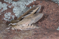 Hyles euphorbiarum
