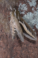 Hyles euphorbiarum