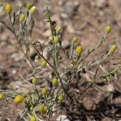 Angianthus tomentosus