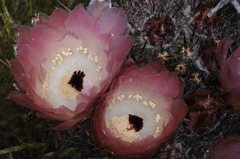Austrocactus bertinii