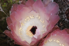 Austrocactus bertinii