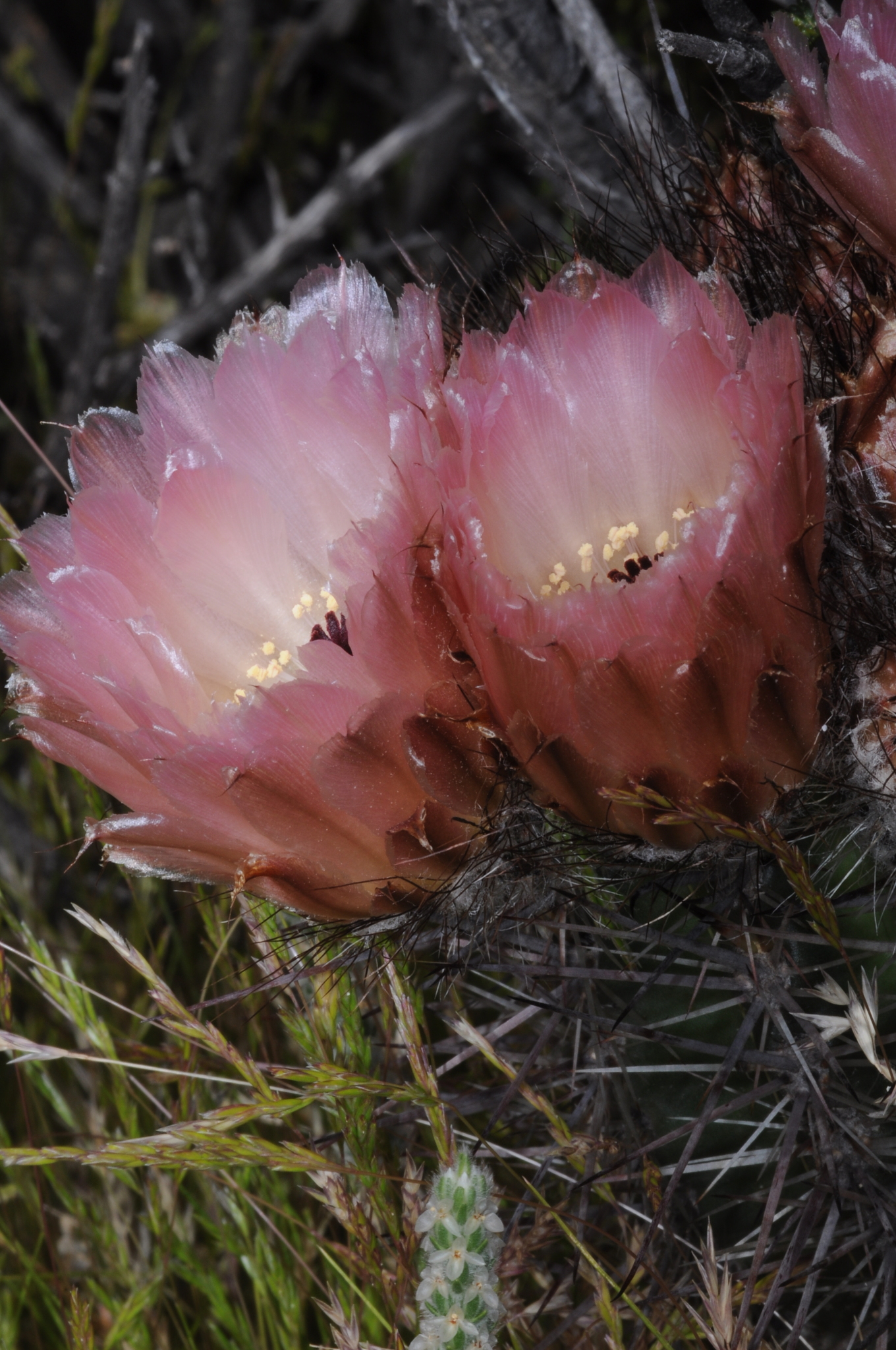 Austrocactus bertinii