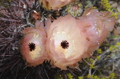 Austrocactus bertinii
