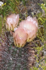Austrocactus bertinii
