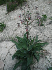 Rindera tetraspis