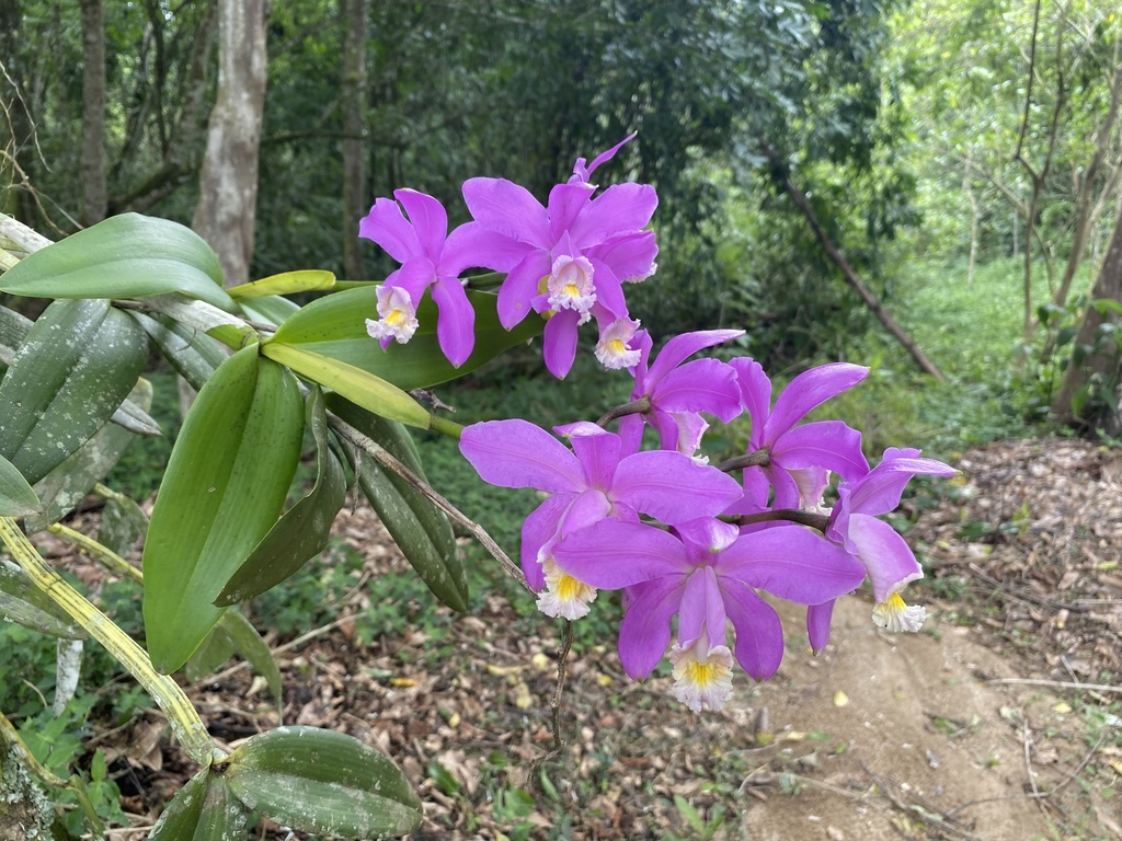 Cattleya harrisoniana