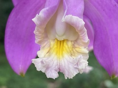 Cattleya harrisoniana