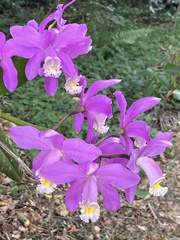 Cattleya harrisoniana