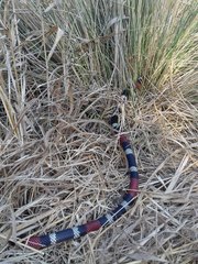 Micrurus pyrrhocryptus