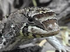 Stenocercus doellojuradoi