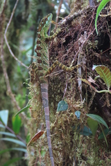 Antiodlula Anole photo 4