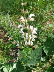 Salvia verbascifolia