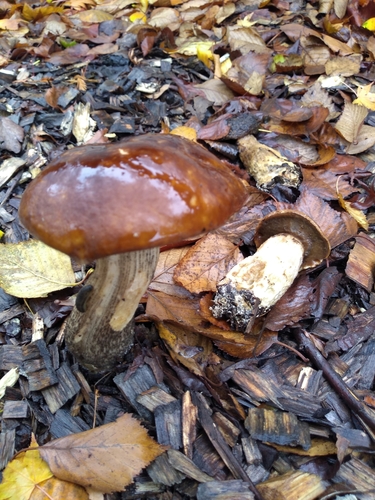 Leccinum scabrum — (c) Mandy Hackney, some rights reserved (CC BY)