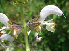 Salvia verbascifolia