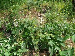 Salvia verbascifolia