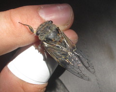 Tettigades ulnaria