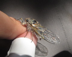 Tettigades ulnaria