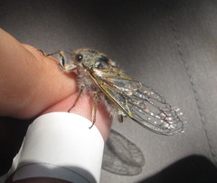 Tettigades ulnaria