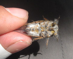 Tettigades ulnaria