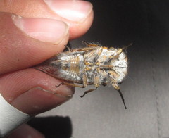 Tettigades ulnaria
