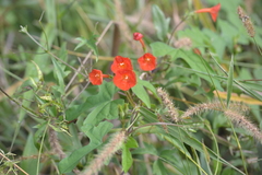 Ipomoea rubriflora