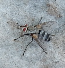 Microphthalma disjuncta