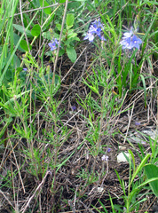 Veronica multifida