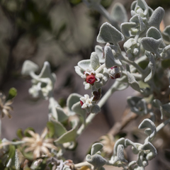 Chenopodium curvispicatum