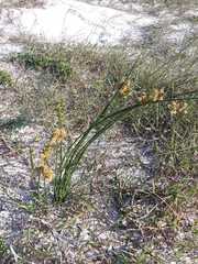 Androtrichum trigynum