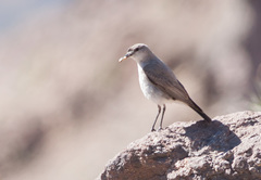 Muscisaxicola frontalis