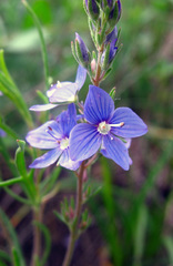 Veronica multifida