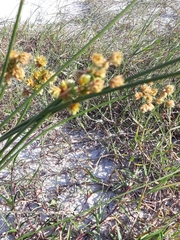 Androtrichum trigynum