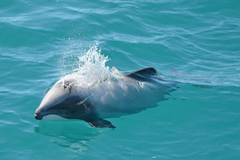 Cephalorhynchus hectori hectori