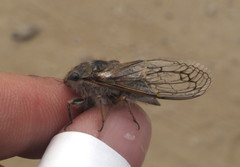 Tettigades ulnaria