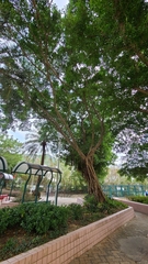 Ficus microcarpa