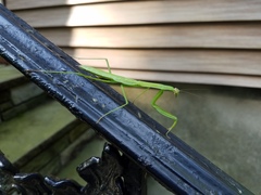 Tenodera sinensis