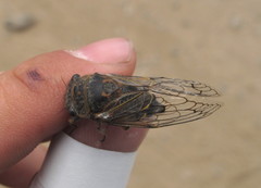 Tettigades ulnaria