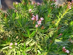 Nerium oleander