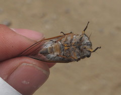Tettigades ulnaria
