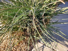 Hesperaloe parviflora