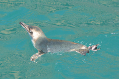 Eudyptula minor albosignata