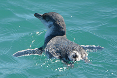 Eudyptula minor albosignata