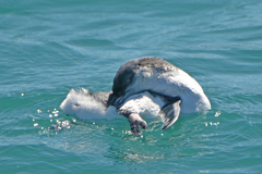 Eudyptula minor albosignata