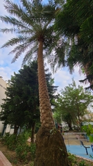 Arecaceae