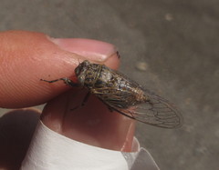 Chilecicada occidentis