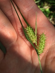 Carex baileyi